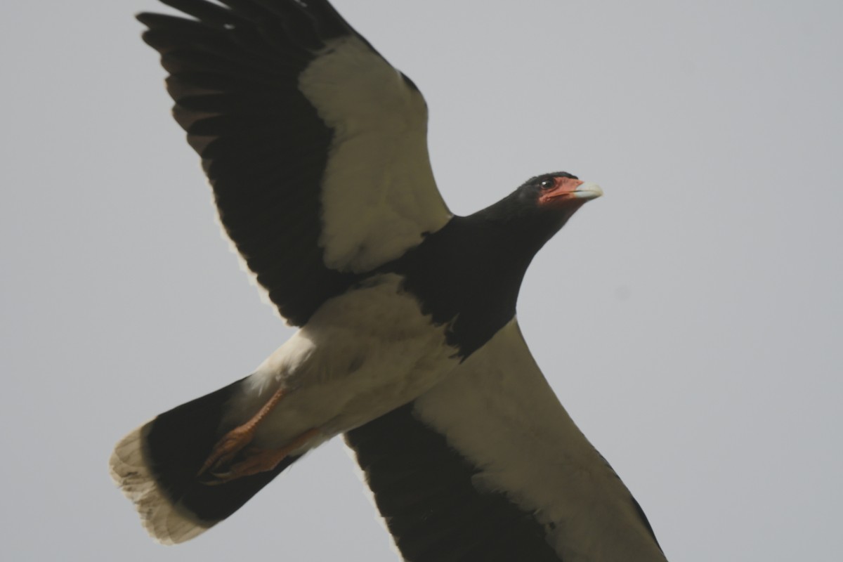 Mountain Caracara - ML643964468