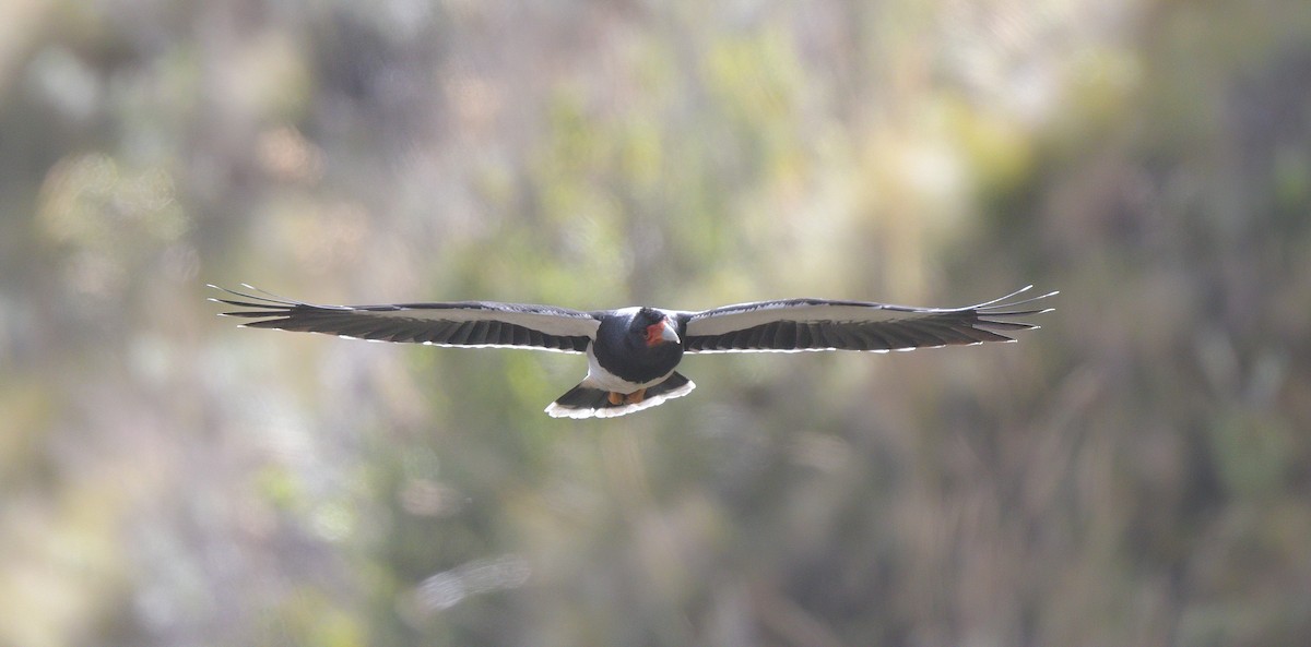 Mountain Caracara - ML643964470