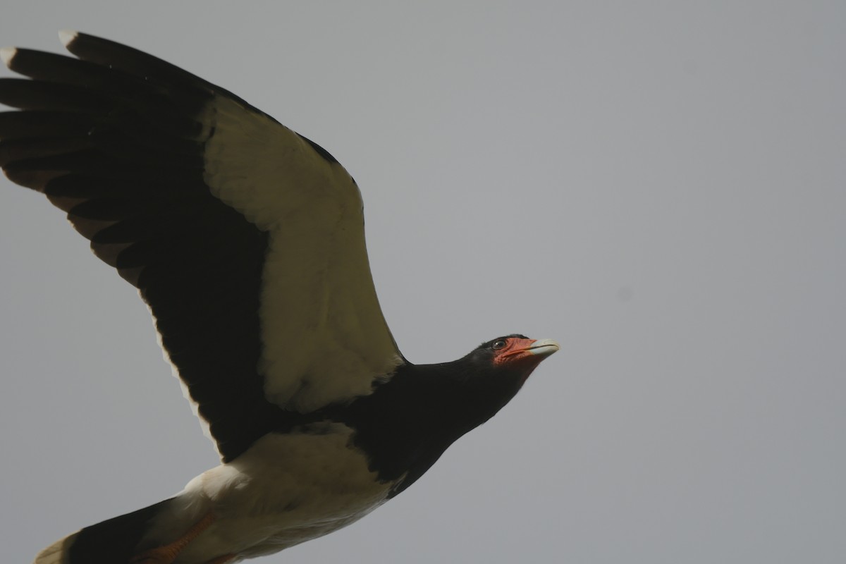 Mountain Caracara - ML643964472