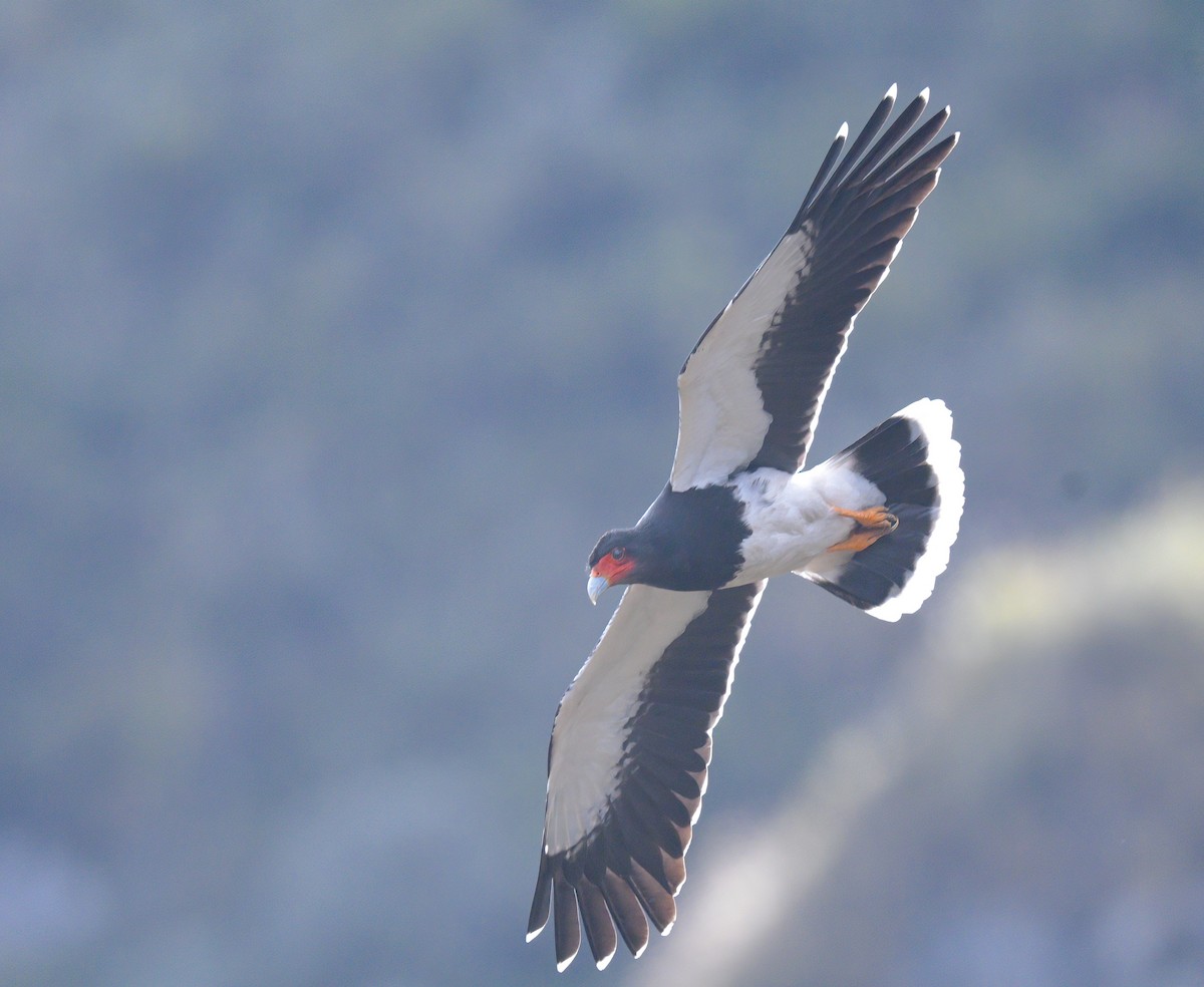 Mountain Caracara - ML643964473