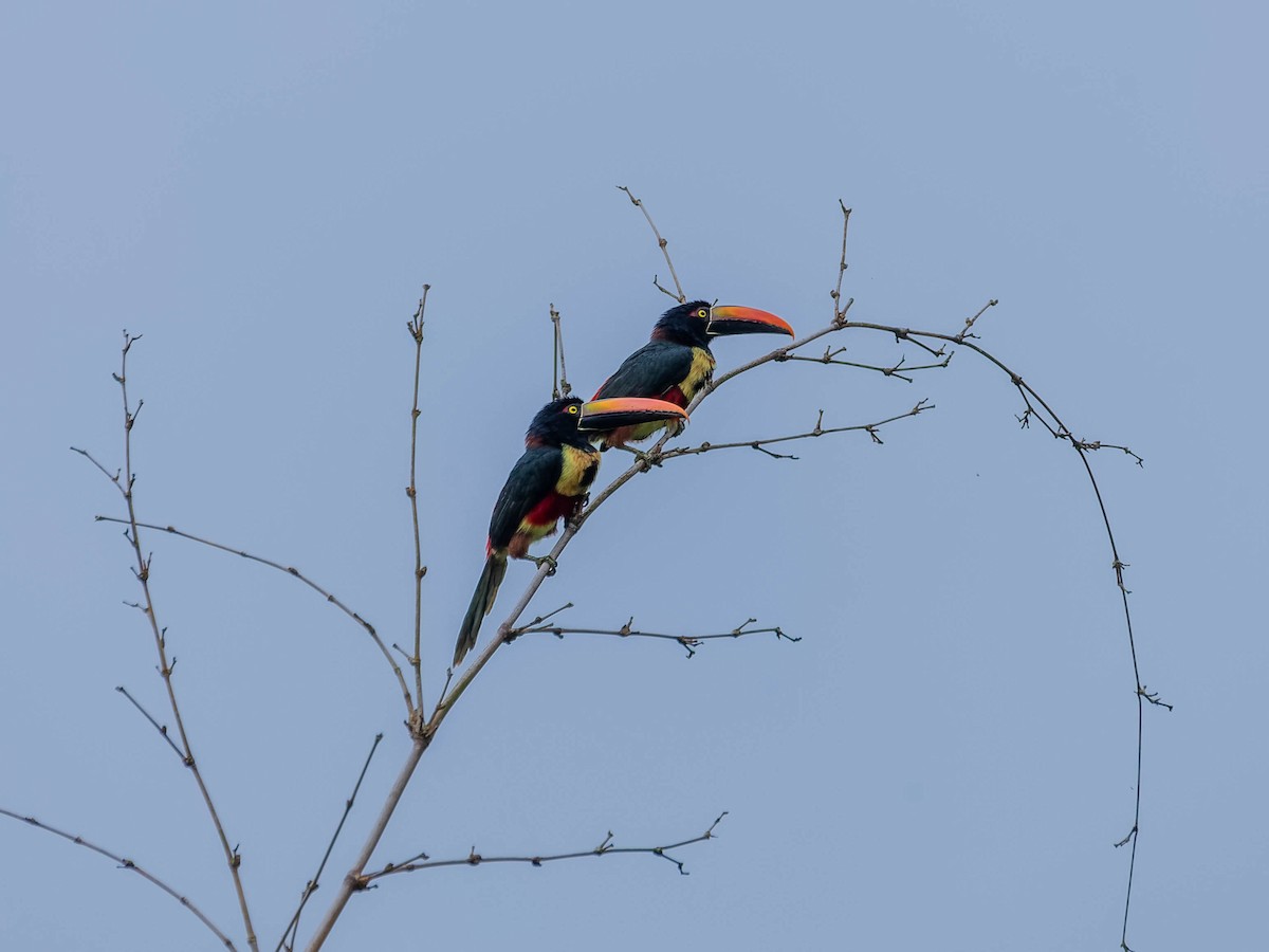 Fiery-billed Aracari - ML643964498