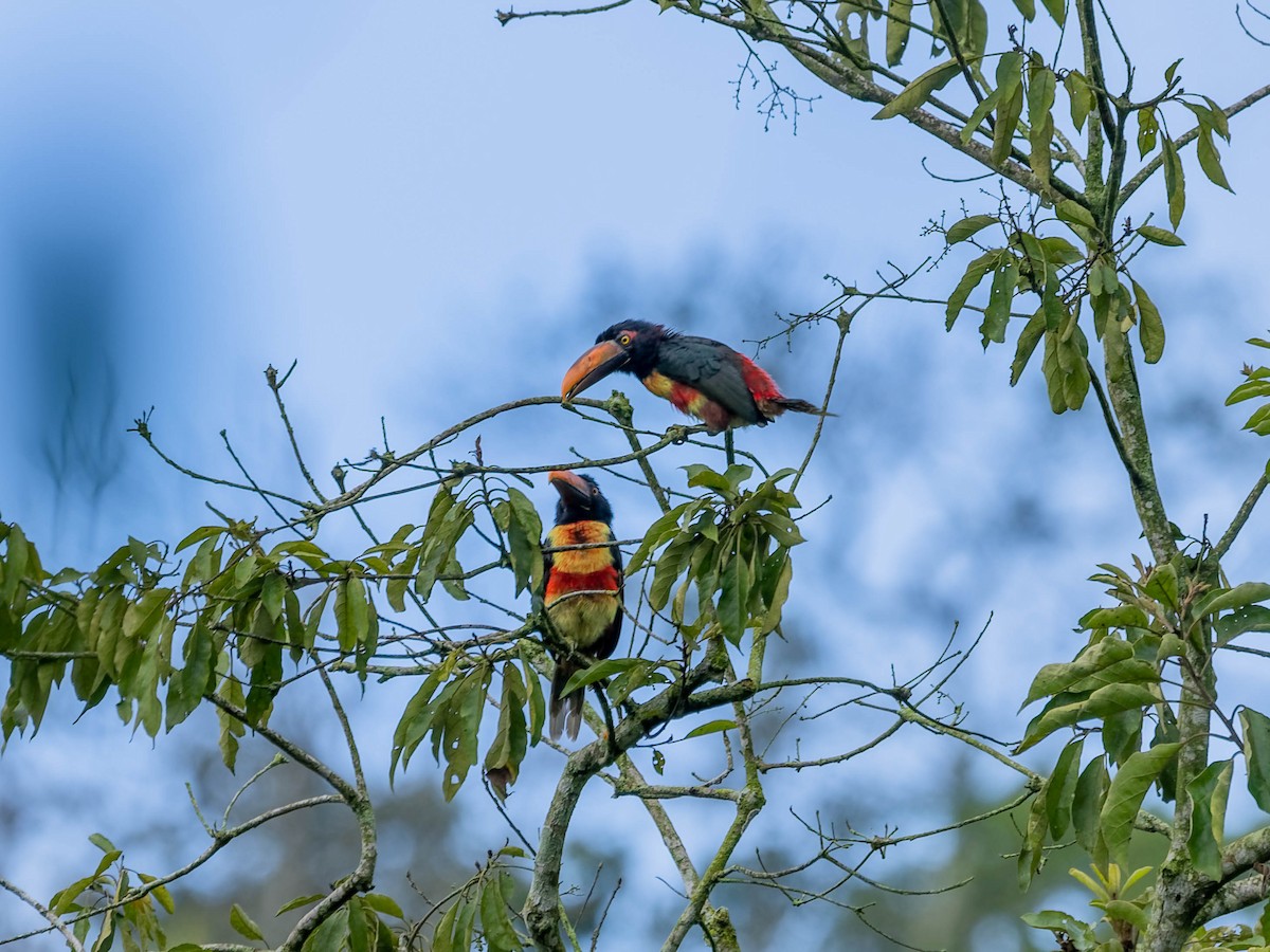 Fiery-billed Aracari - ML643964499