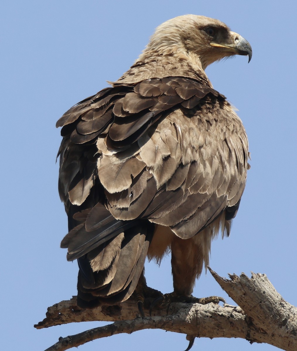 Tawny Eagle - ML643964518
