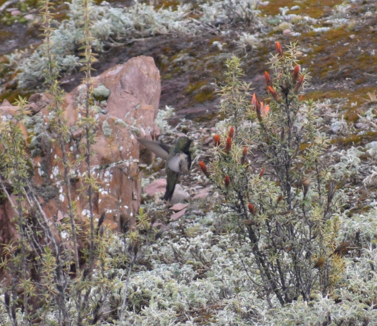 Kara Karınlı Dağyıldızı - ML643964525