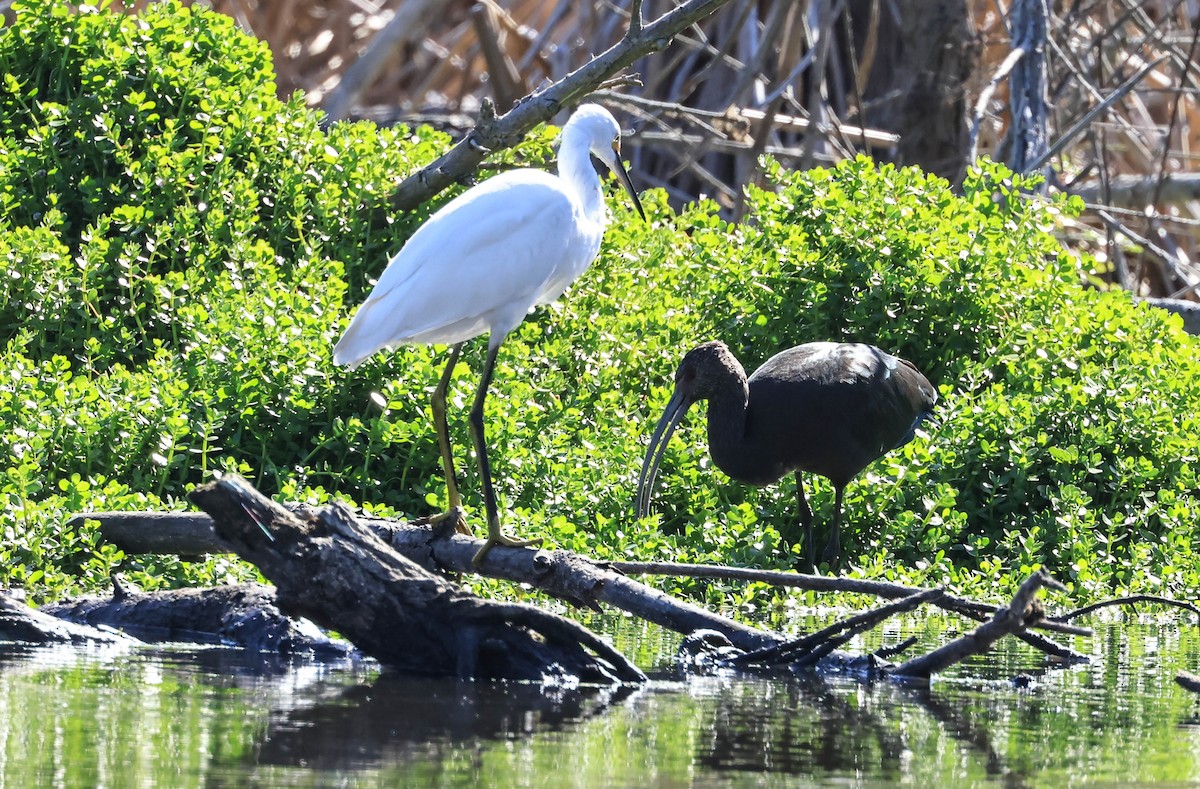 hvitgrimeibis - ML643964529