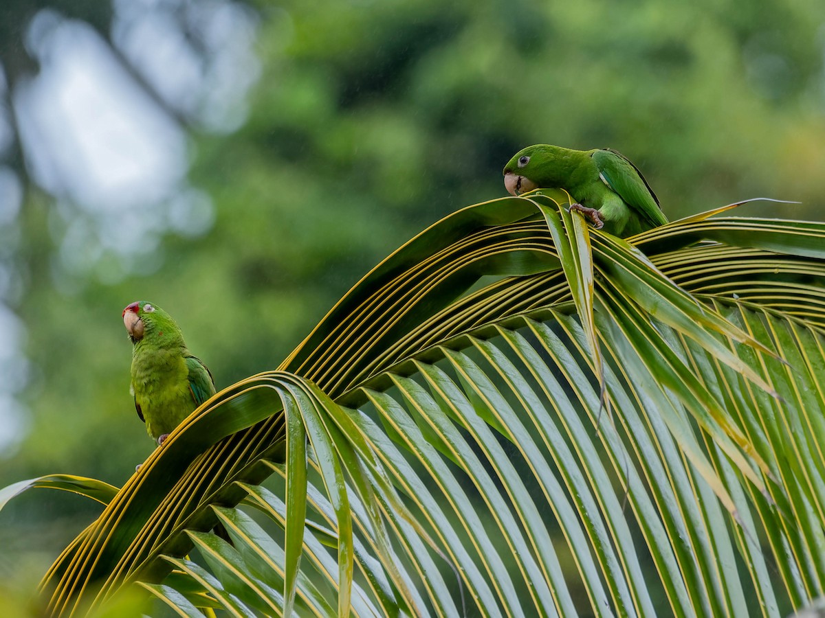 Conure de Finsch - ML643964538