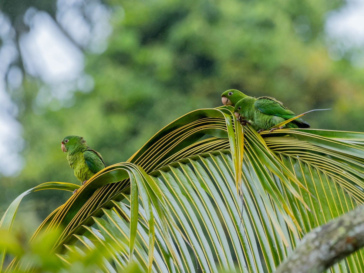 Conure de Finsch - ML643964541
