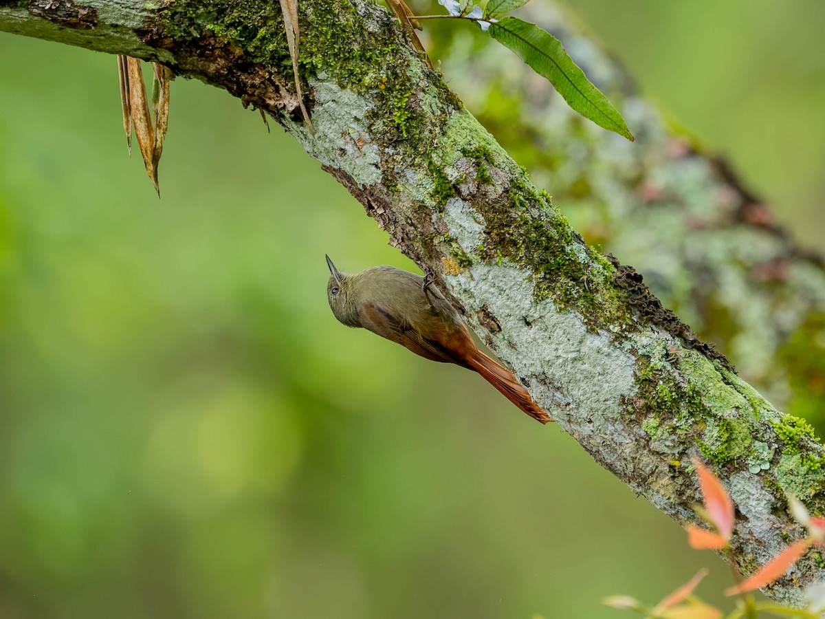 Olivaceous Woodcreeper - ML643964551