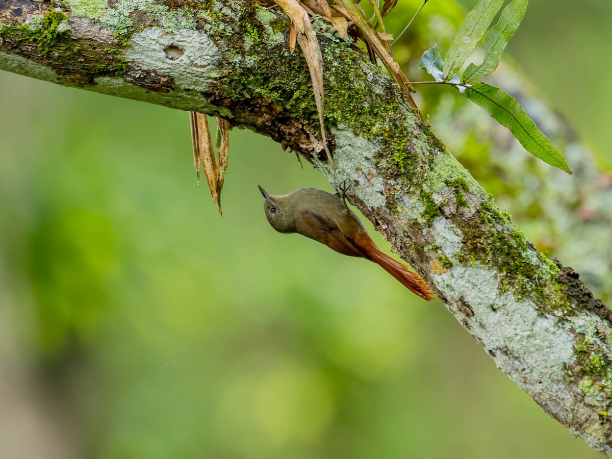 Olivaceous Woodcreeper - ML643964552