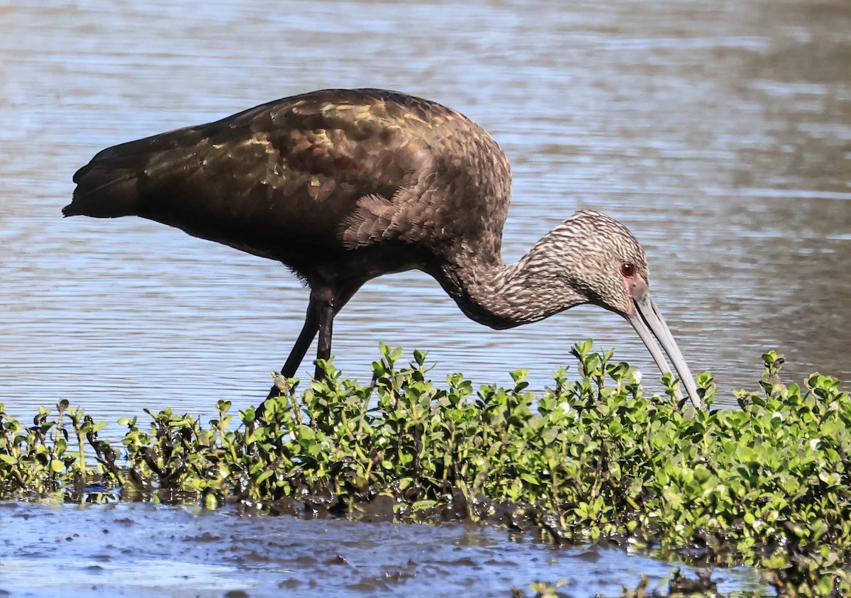 hvitgrimeibis - ML643964569
