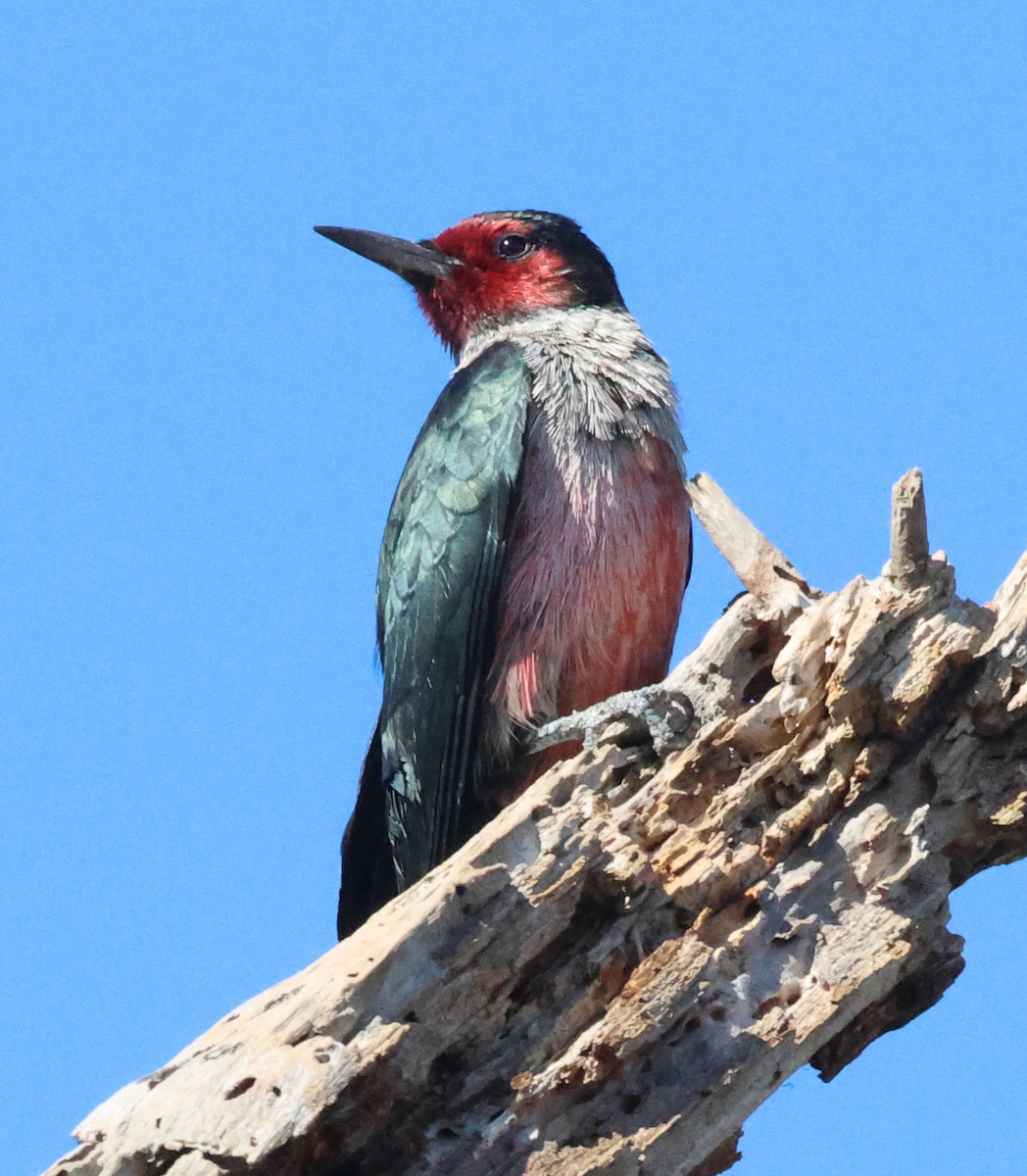 ルイスキツツキ - ML643964575