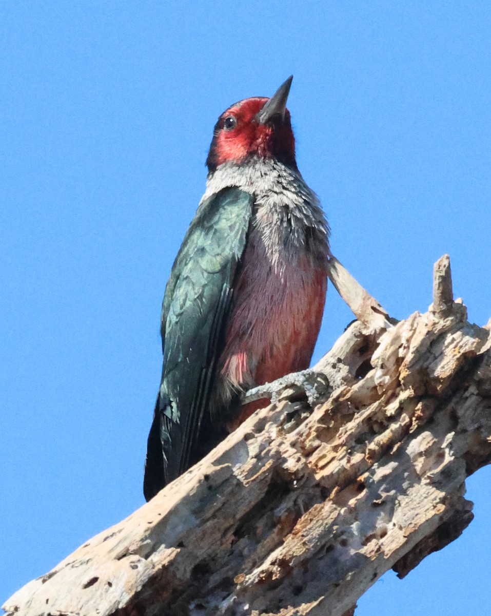 ルイスキツツキ - ML643964576