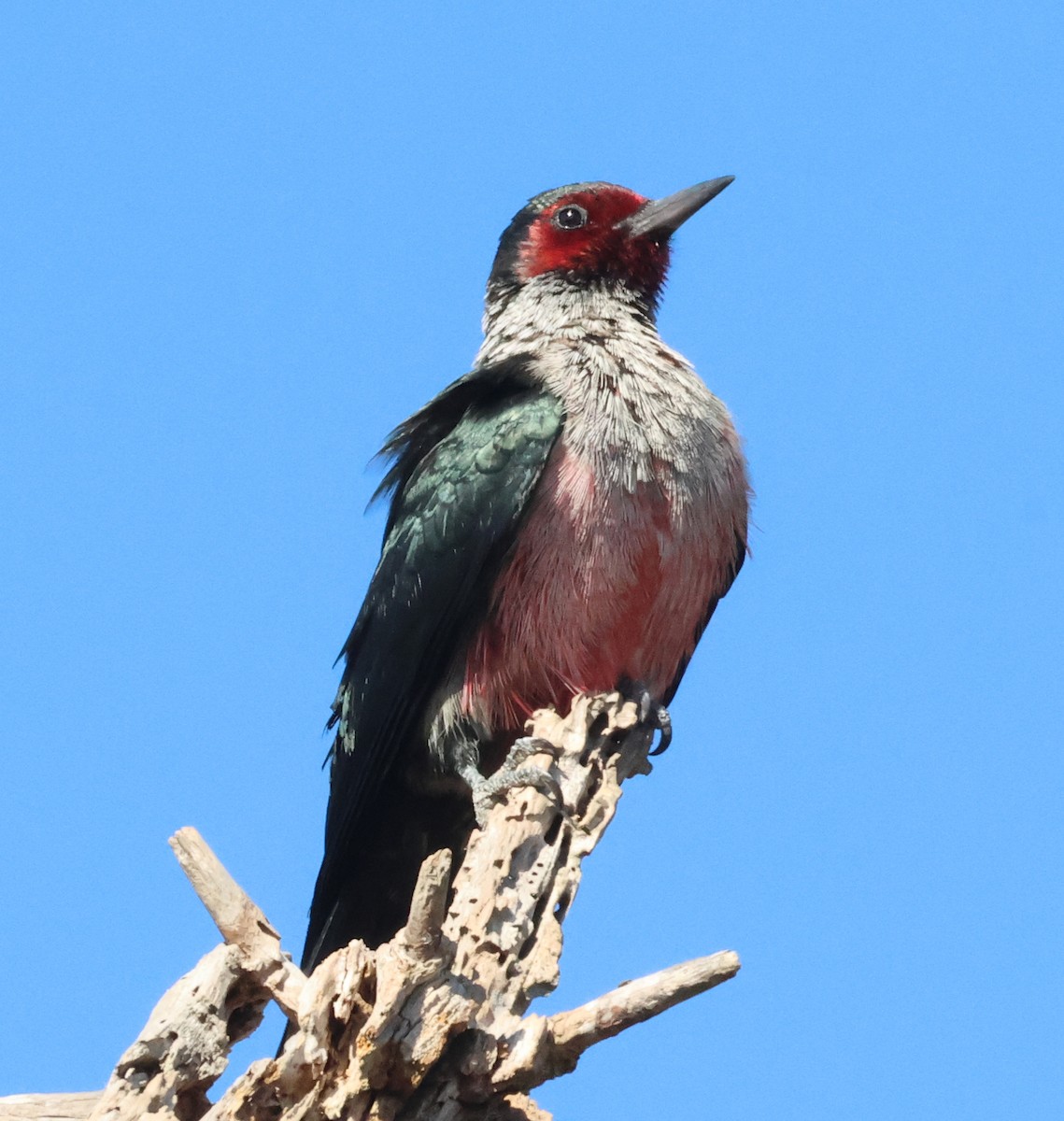 ルイスキツツキ - ML643964579