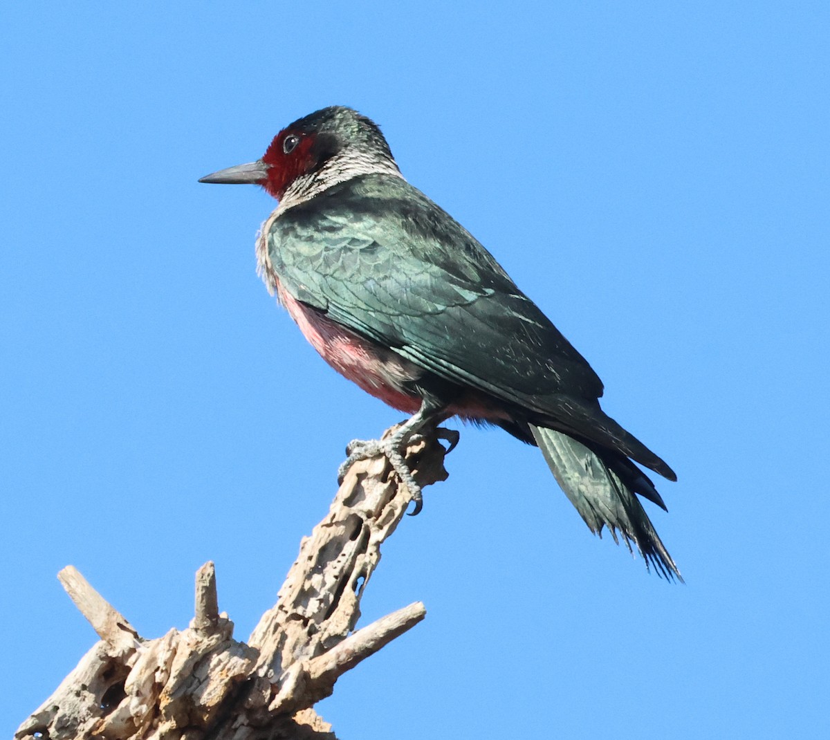 ルイスキツツキ - ML643964580