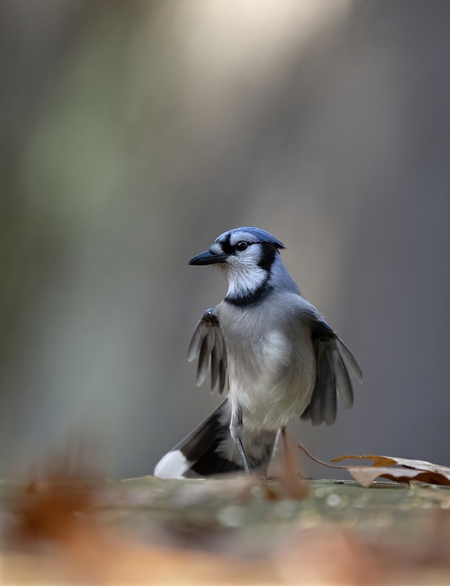 Blue Jay - ML643964588