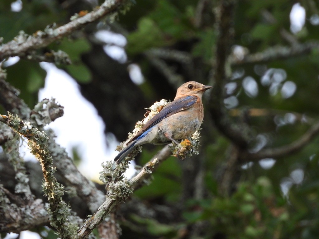 Eastern Bluebird - ML643964612