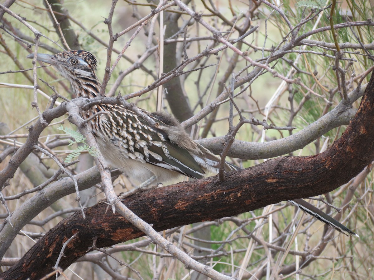 Greater Roadrunner - ML643964614