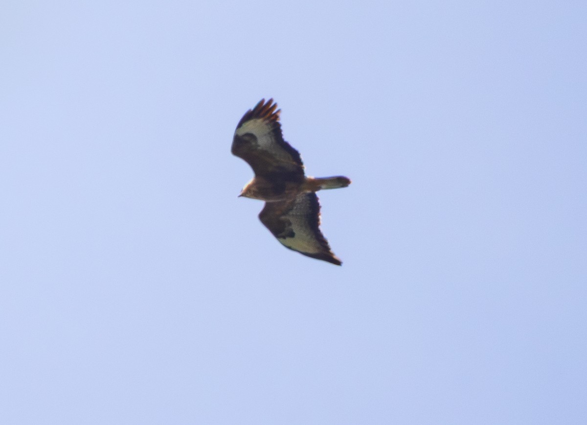 Common Buzzard (Steppe) - ML643964621