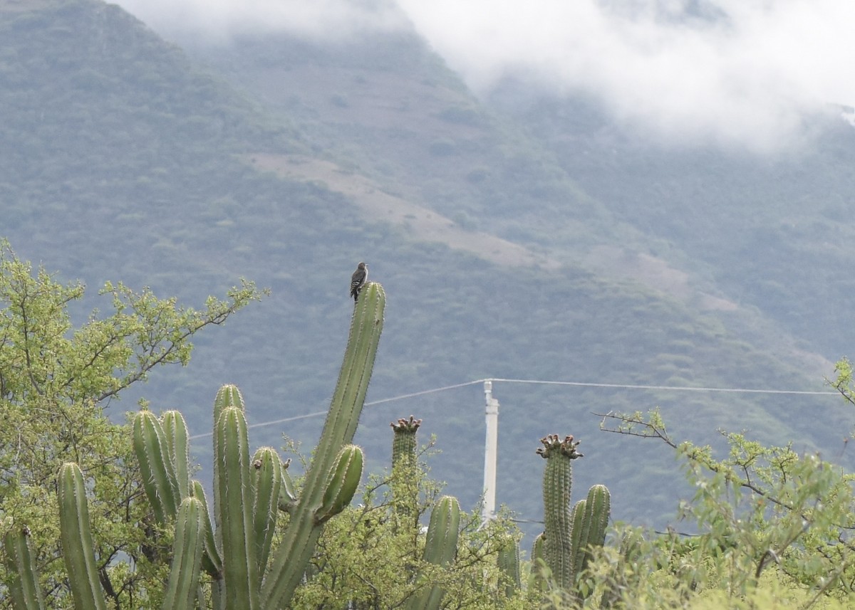 Gray-breasted Woodpecker - ML643964622