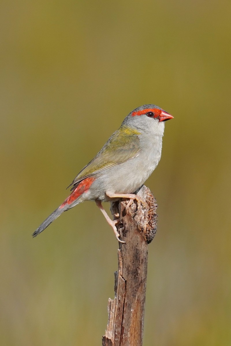 Red-browed Firetail - ML643964640