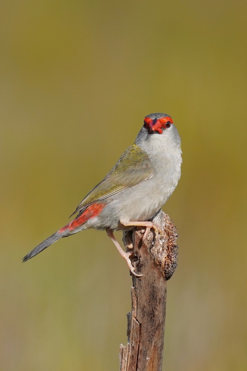Red-browed Firetail - ML643964641