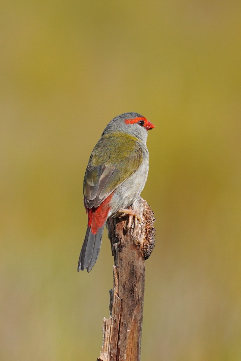 Red-browed Firetail - ML643964642