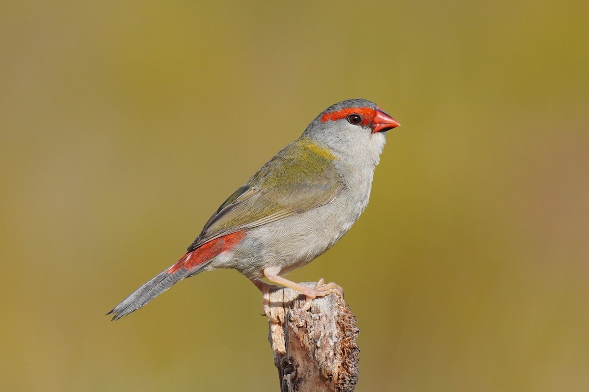 Red-browed Firetail - ML643964643