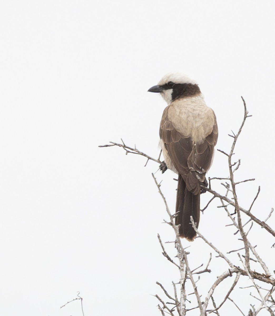 White-crowned Shrike - ML643964661