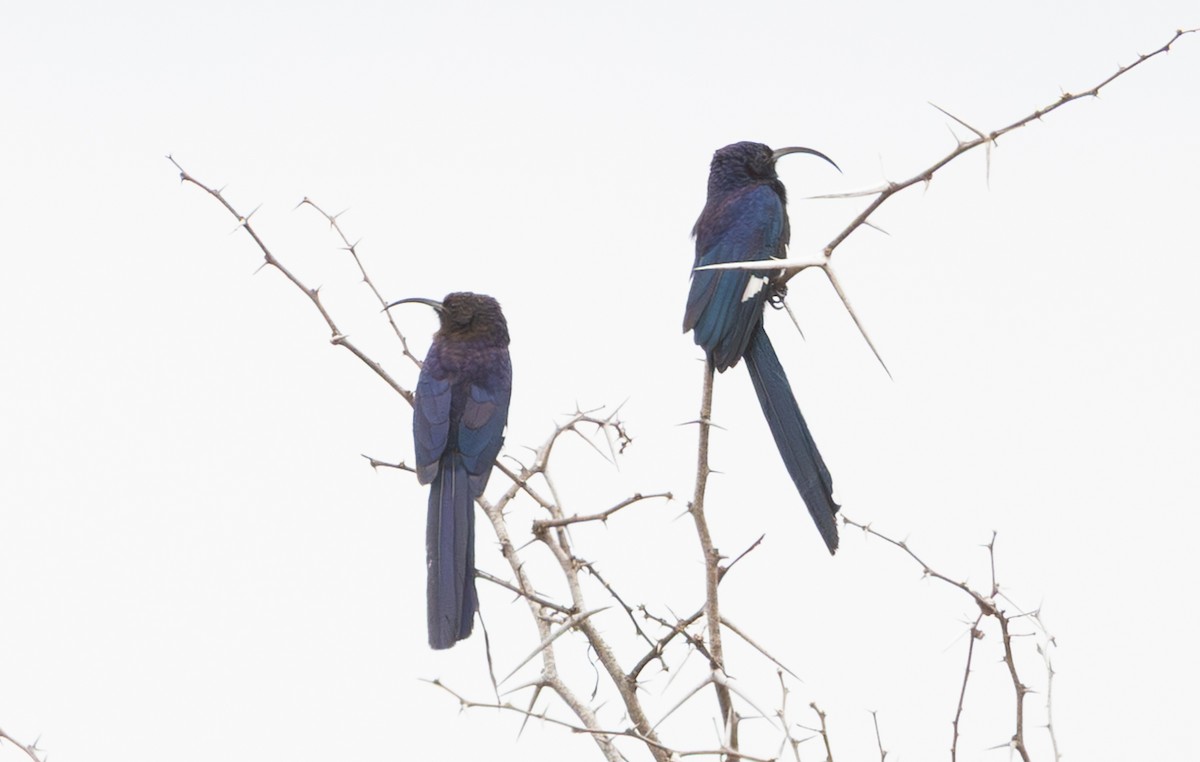 Common Scimitarbill - ML643964669