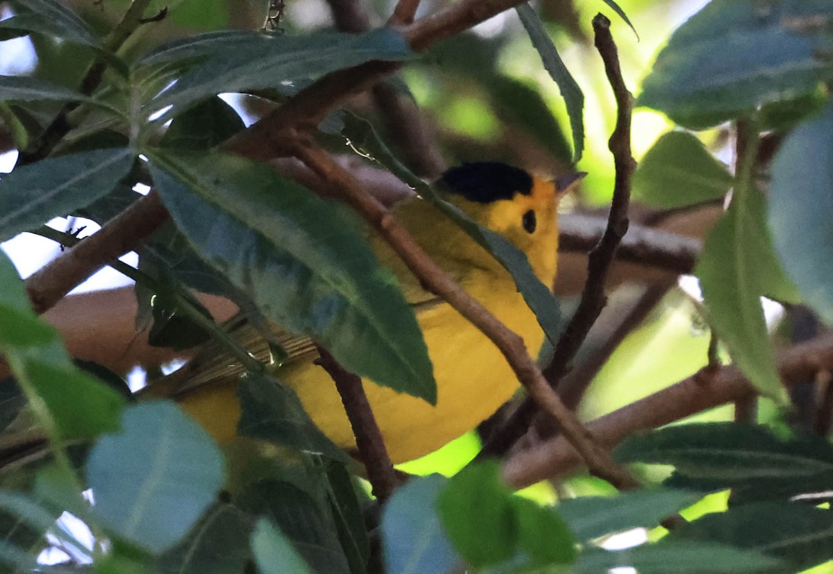 kalottparula - ML643964675