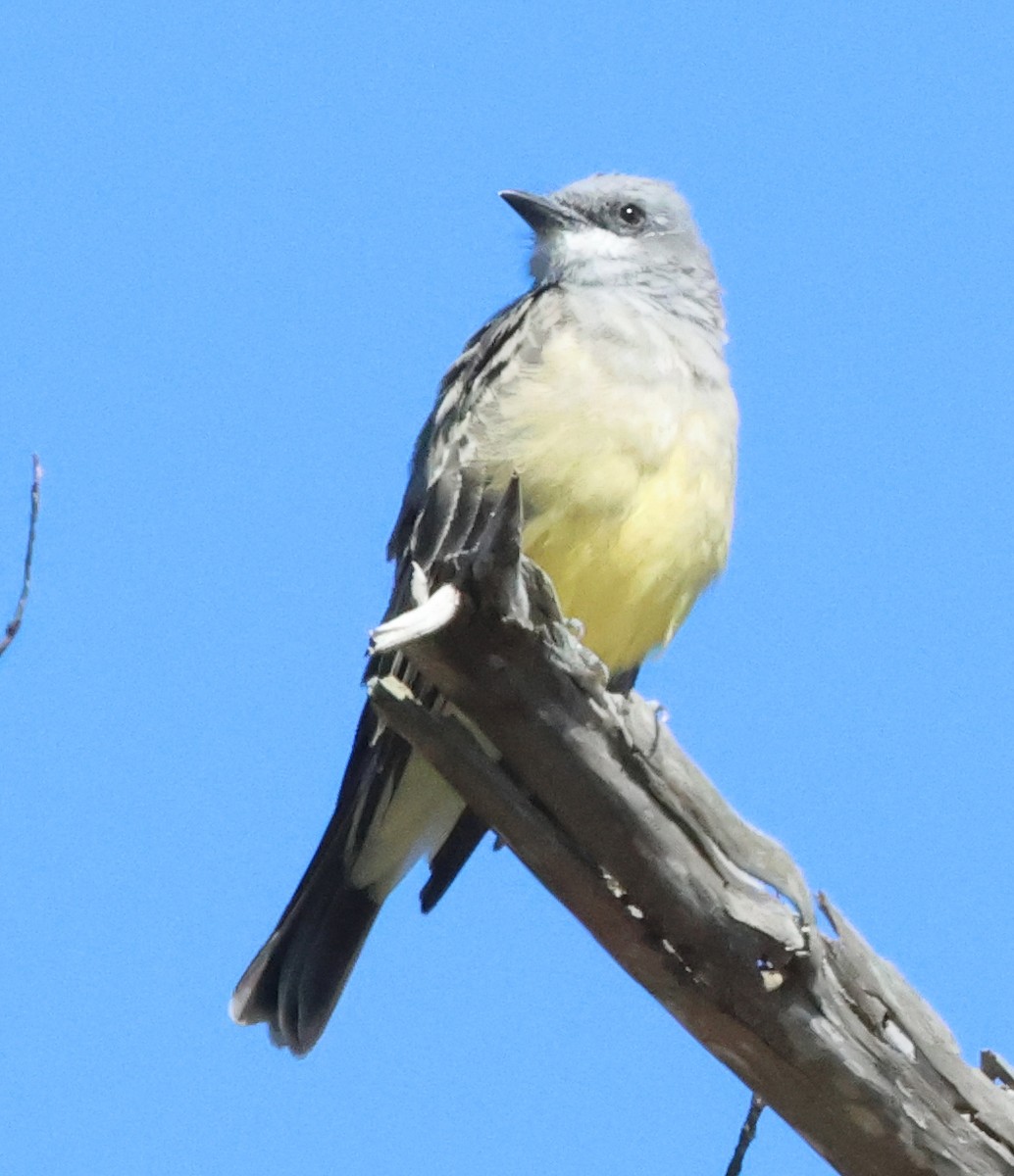 Cassin's Kingbird - ML643964691