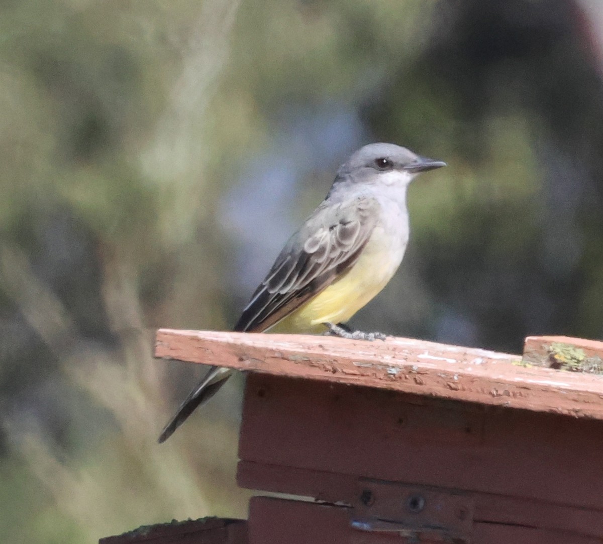 Cassin's Kingbird - ML643964692