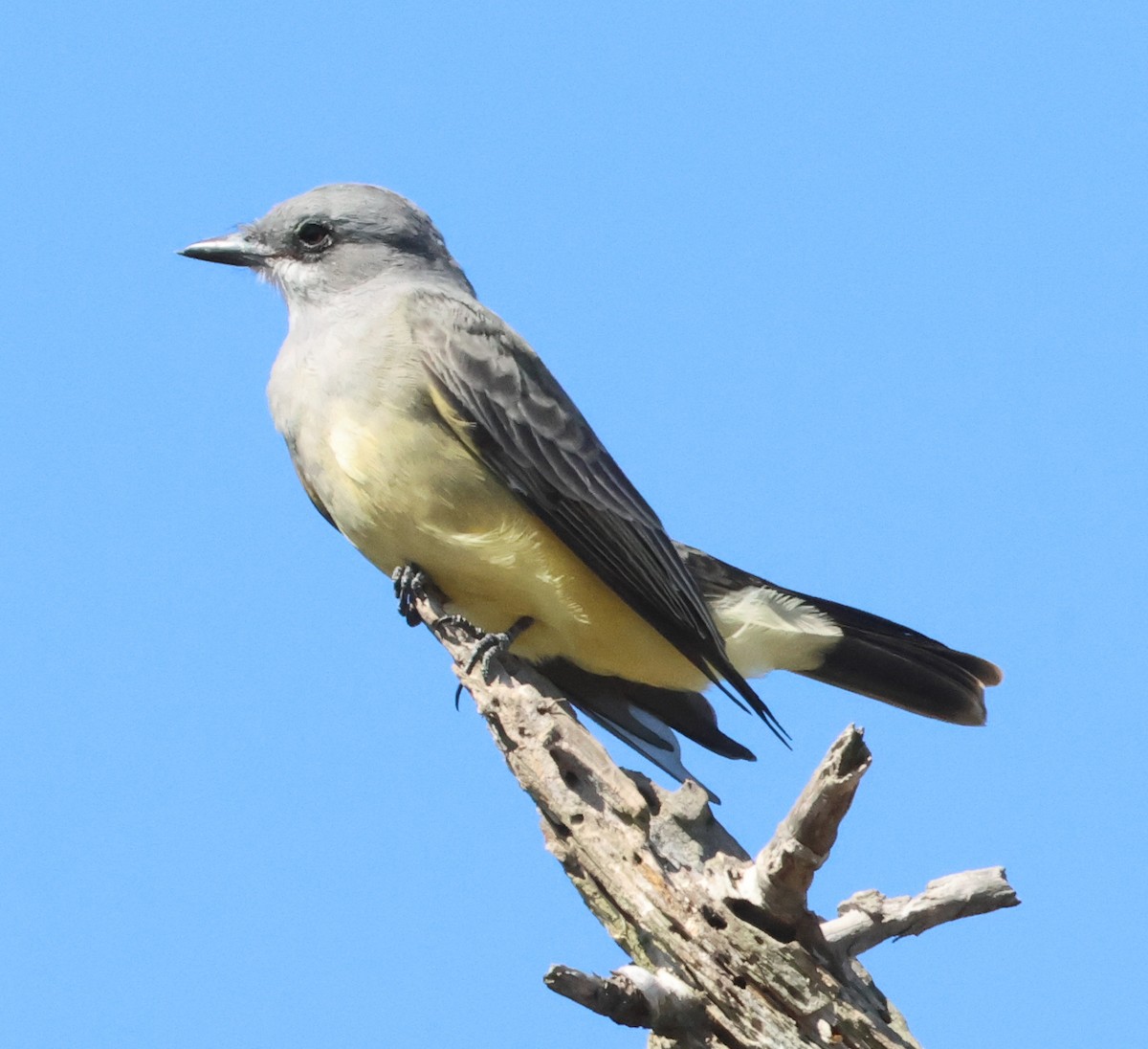 Cassin's Kingbird - ML643964693