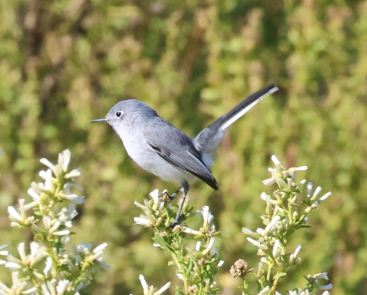 ブユムシクイ - ML643964716