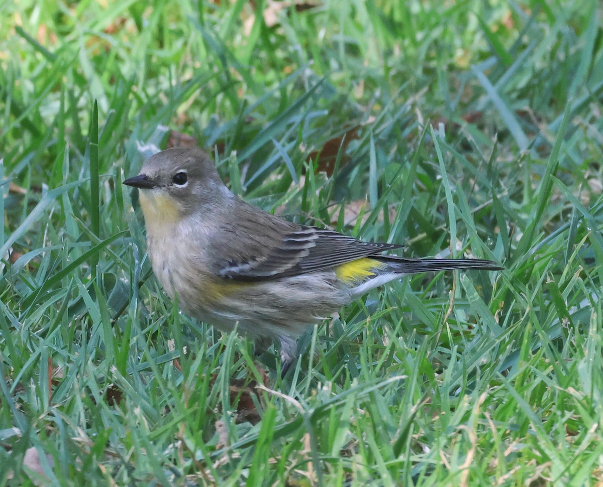 キヅタアメリカムシクイ - ML643964723