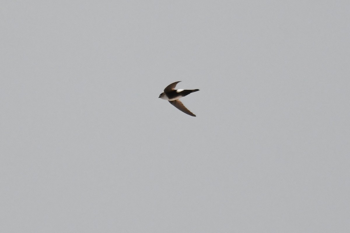 Antillean Palm Swift - ML643964724