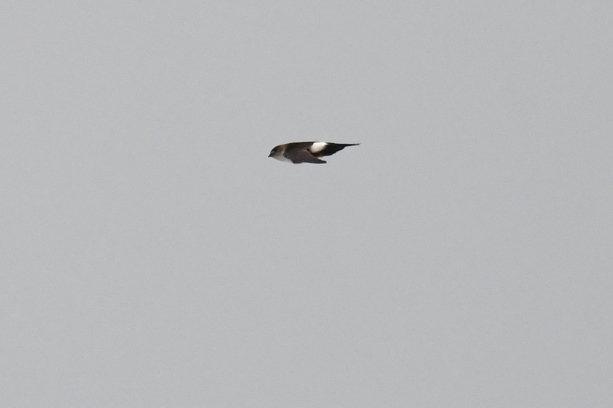 Antillean Palm Swift - ML643964725