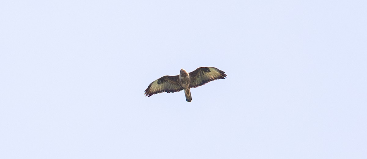 Common Buzzard (Steppe) - ML643964729