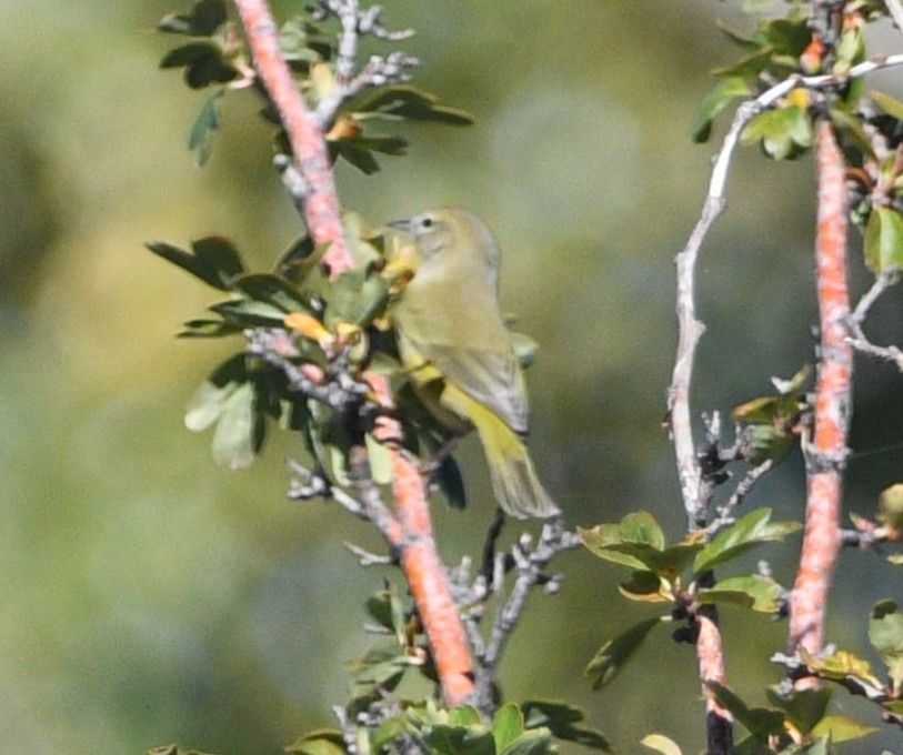 Orange-crowned Warbler - ML643964757