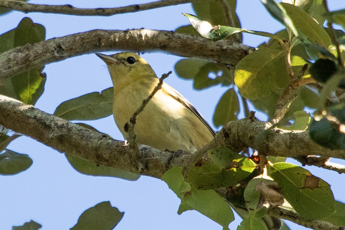 Tennessee Warbler - ML643964784