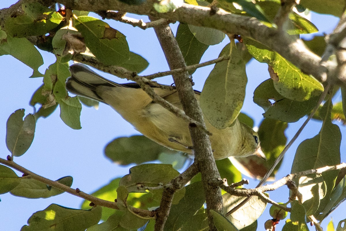 Tennessee Warbler - ML643964785