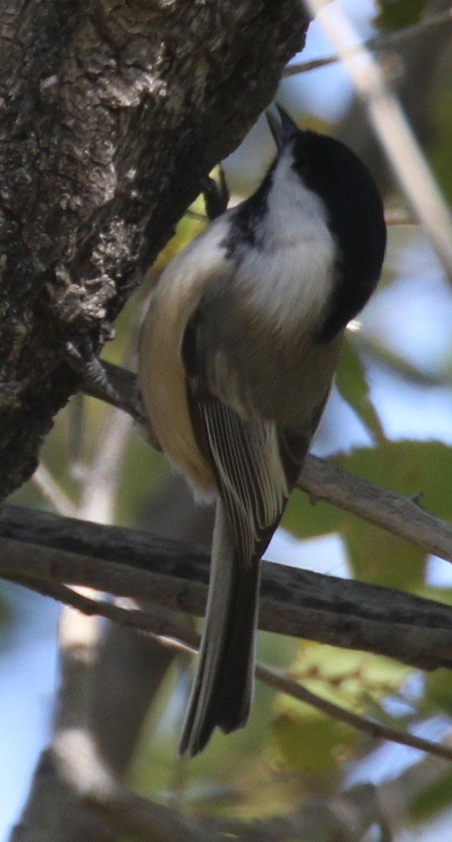 Black-capped Chickadee - ML643964834