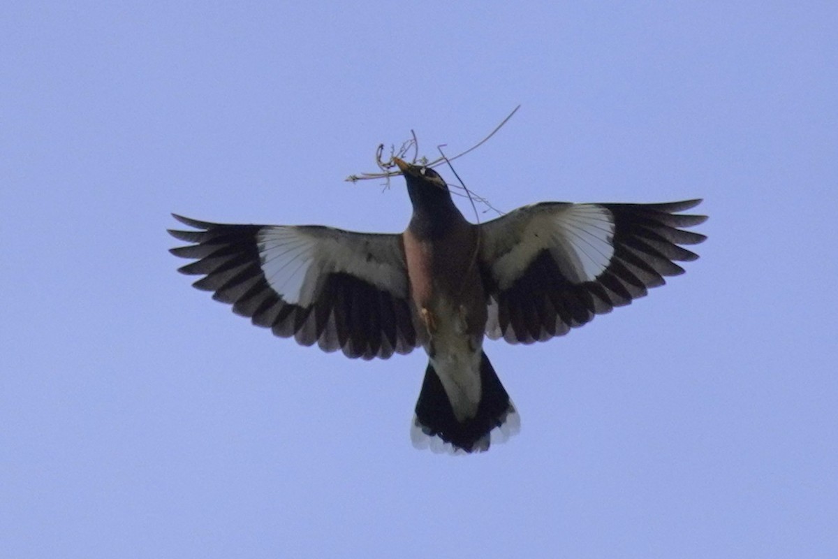 Common Myna - ML643964837