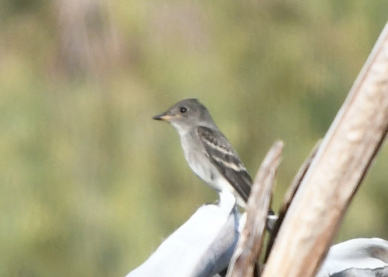 Western Wood-Pewee - ML643964839
