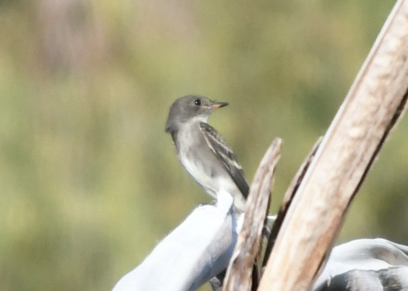 Western Wood-Pewee - ML643964850