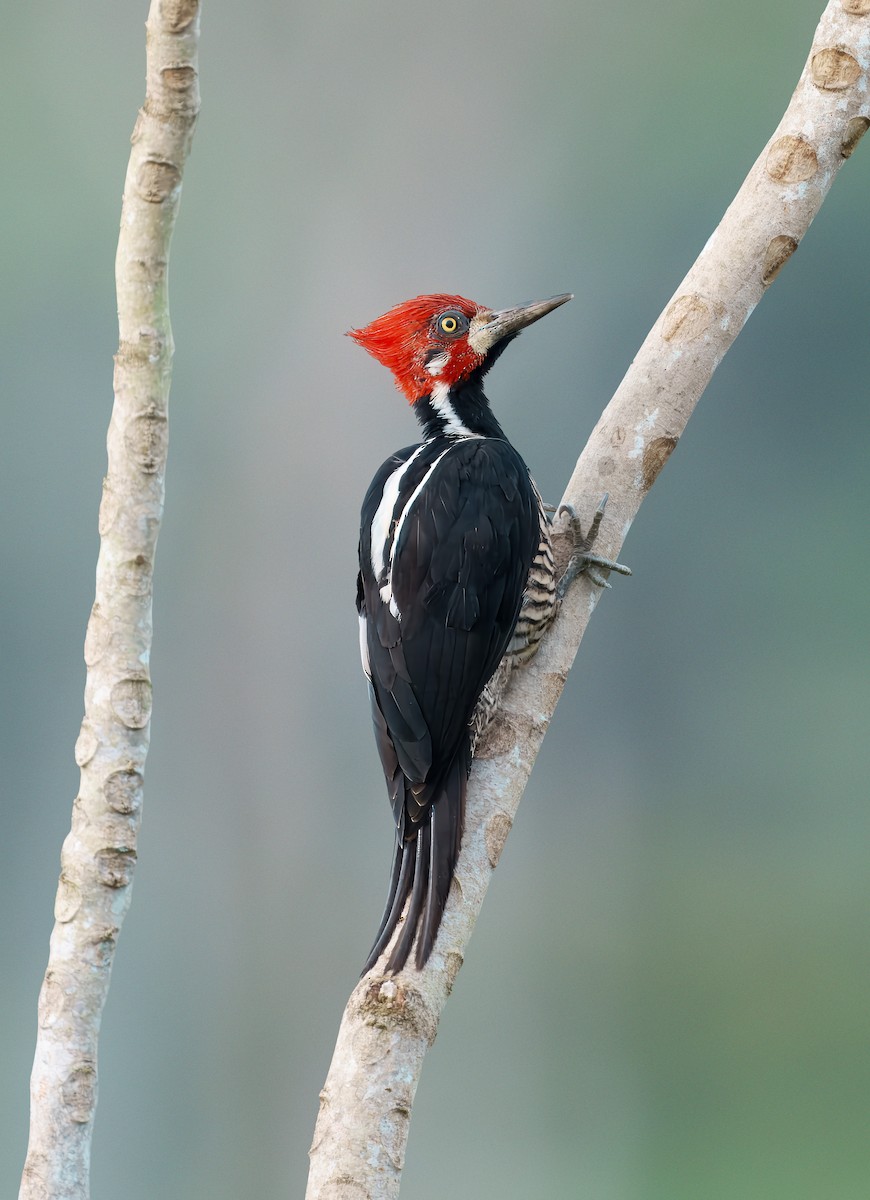 Crimson-crested Woodpecker - ML643964885