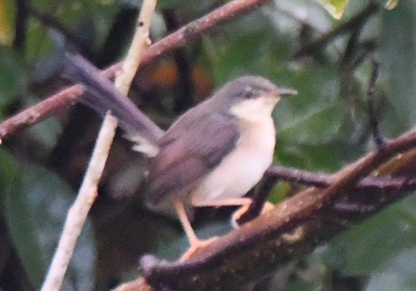 Ashy Prinia - ML643964893