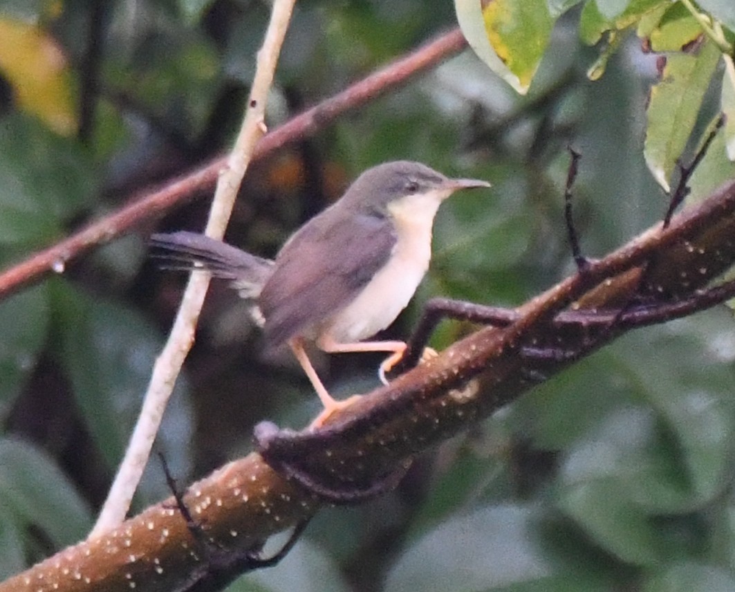 Ashy Prinia - ML643964896