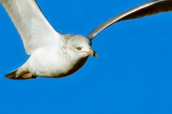Ring-billed Gull - ML643964964