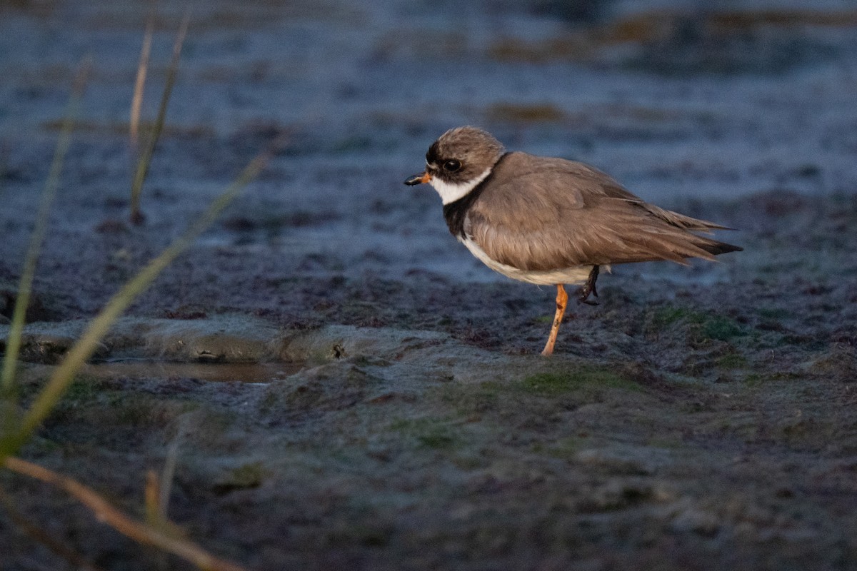 Semipalmated Plover - ML643964988